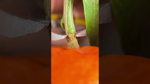 Satisfying video #satisfying #oddly #asmr #shorts oddly satisfying 🌈#oddlysatisfying #oddly #tiktok