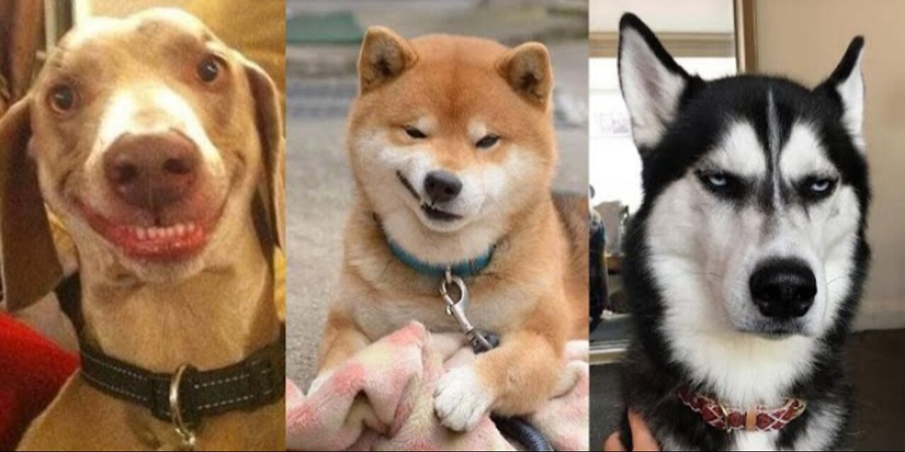 Dog viral video | New dog video 2022