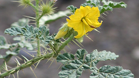 Buffalo bur! This Arizona plant can kill you and your pets