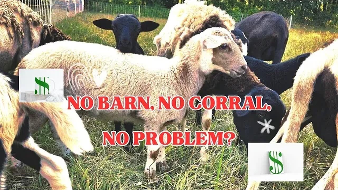 NO perimeter fence, barn or corral! Lean Sheep Grazing!