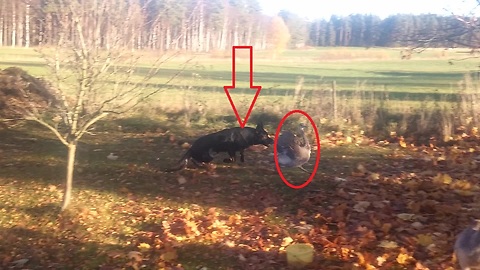 Dog and Rheas (flightless bird) share bond since birth