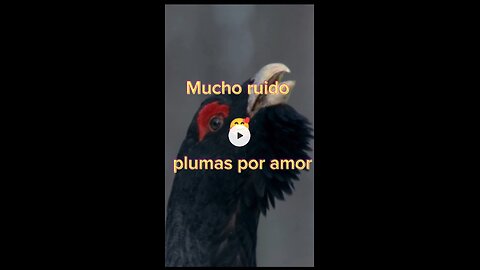 Mucho ruido y plumas por amor