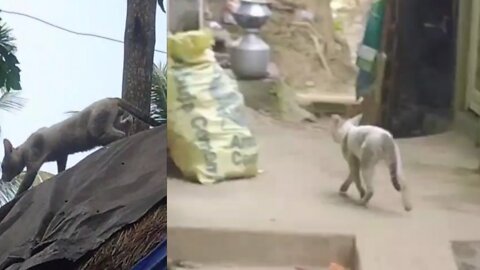 Domestic Cat Coming From Upward To Downward at My Poor KItchen