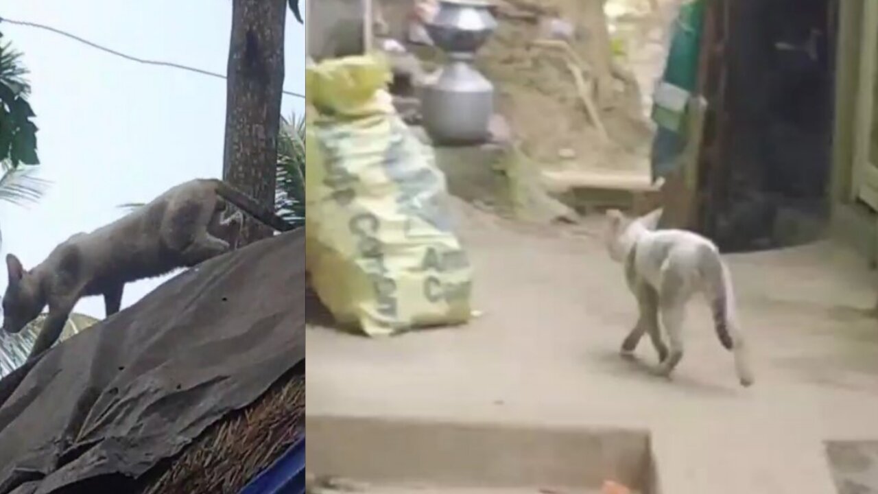 Domestic Cat Coming From Upward To Downward at My Poor KItchen