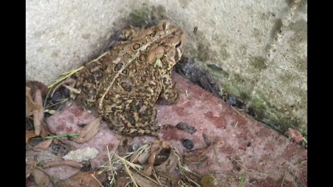 A toad