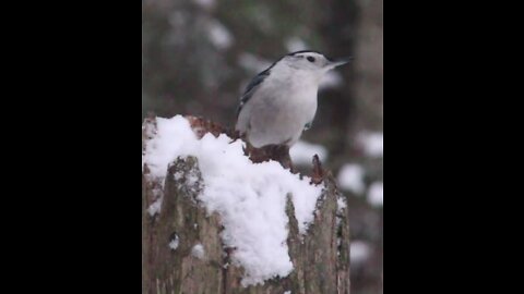 NUTHATCH