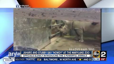 New rhino at Maryland Zoo meets a new friend