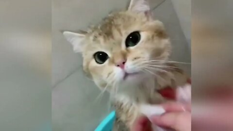 Funny Cats: The Cleverest and Funniest Adorable cutest, Cats You've Ever Seen! #Petsandwild