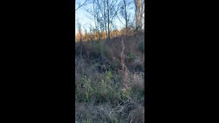 Puppies doing a great job