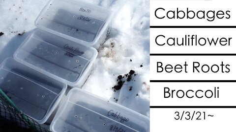 Winter Vegetables to Plant Before it's Too Late
