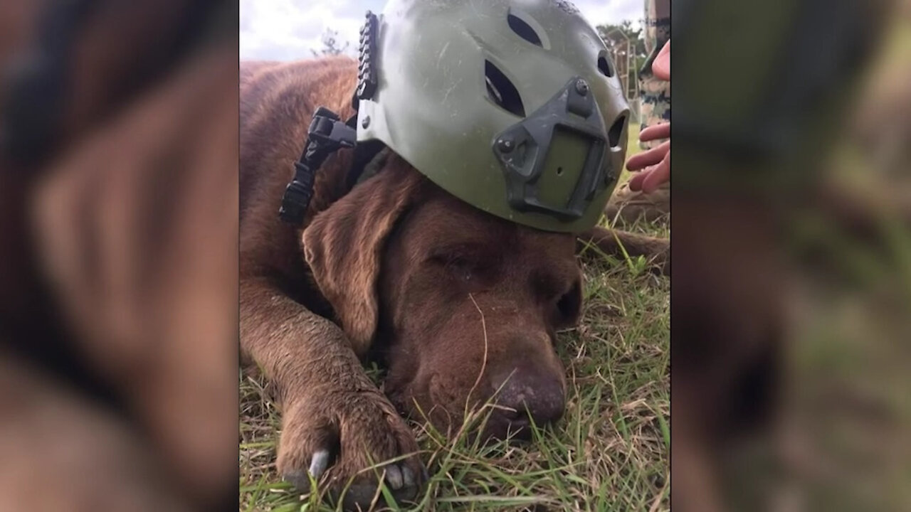 Man's Best Friend LCpl Bear