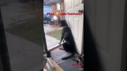 German shepherd vs porch pirate #betterlucknexttime