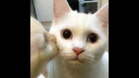 Cute Pets And Funny Animals Compilation cute