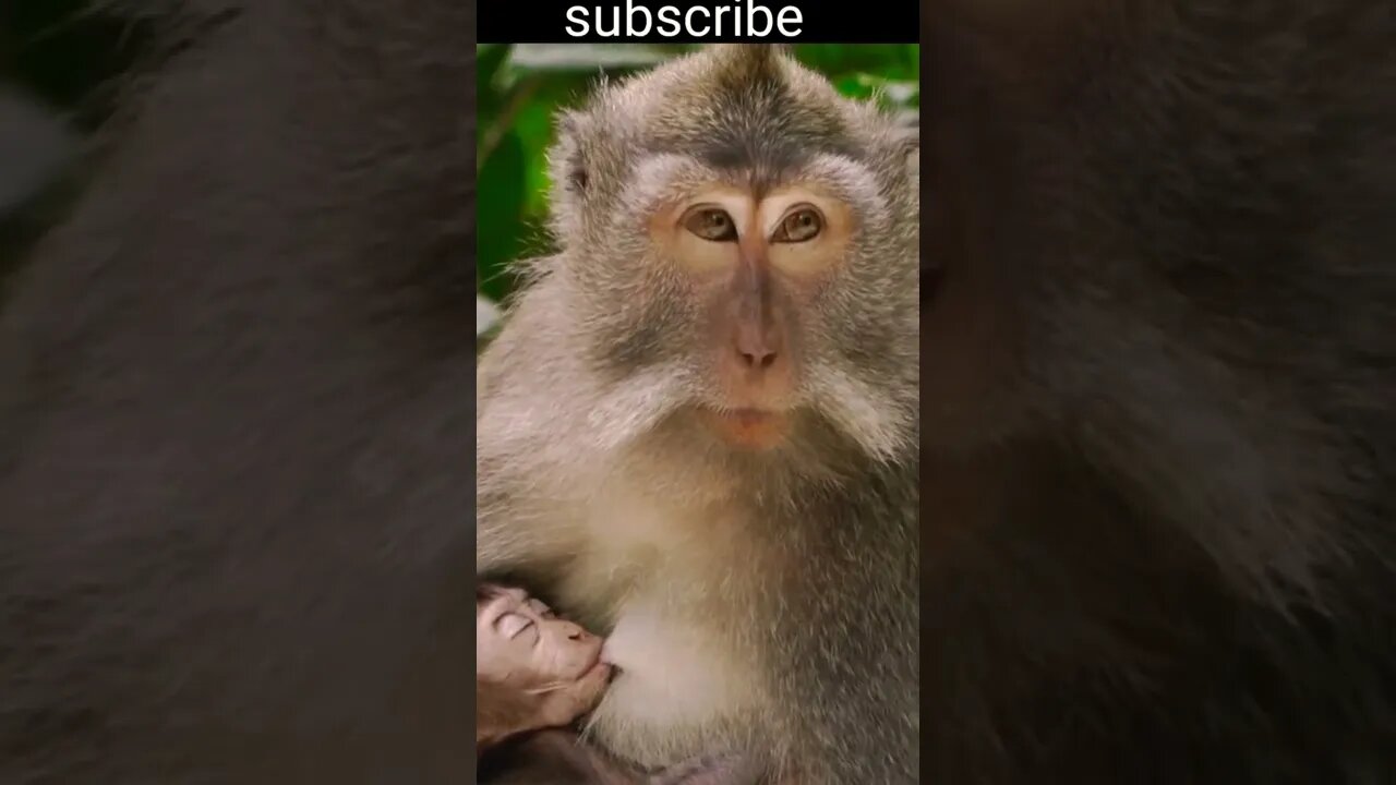 Waw So cute baby monkey and mother🦧🐒 beautiful moments #shorts #shortsfeed #youtubepets&_animals