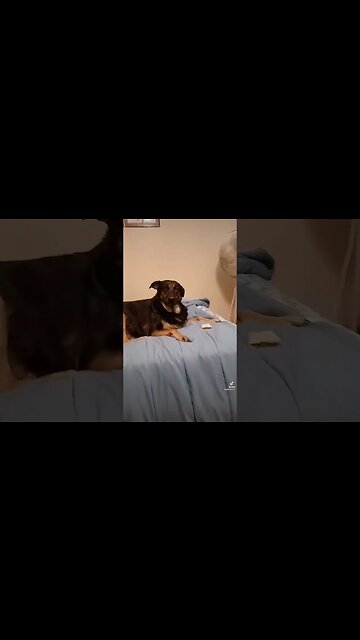 Bella and her Taco #dog #bella #doglover #funny #taco