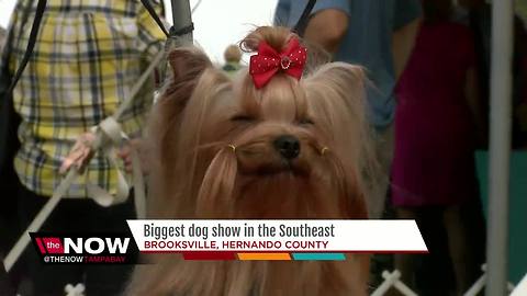 AKC dog show draws more than 17K dogs to Hernando County