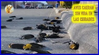 MENSAJE DE SAN MIGUEL ARCANGEL A LUZ DE MARIA - AVES CAERAN SIN VIDA EN LAS CIUDADES