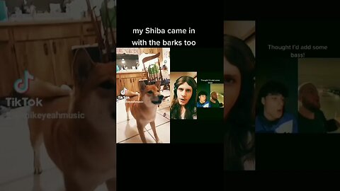 when your dog is a better musician than you #music #shiba #heaven