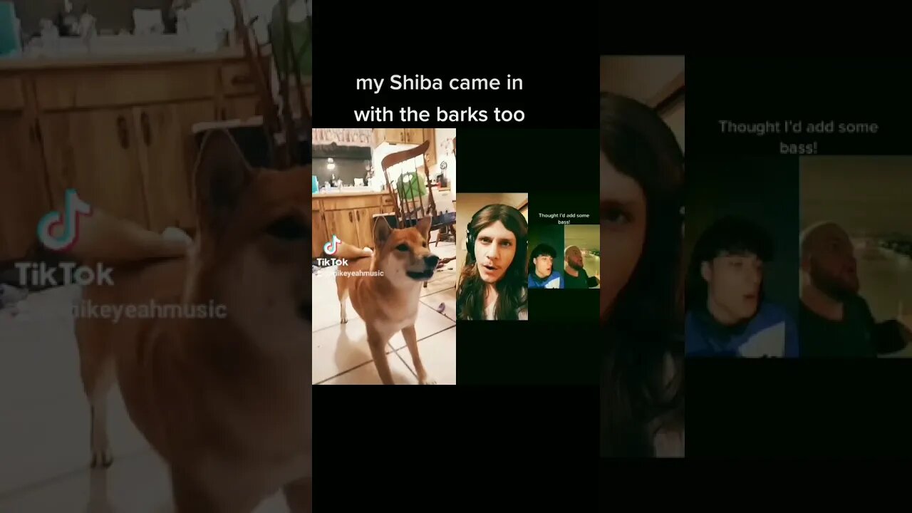 when your dog is a better musician than you #music #shiba #heaven