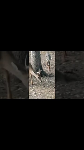 The Bucks of Twin Eagle #shorts