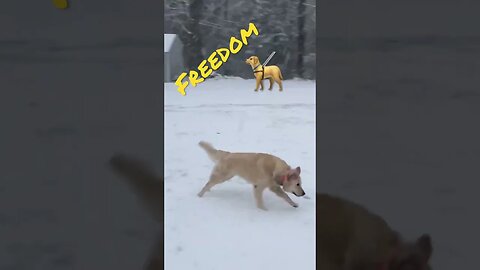 Free to Roam in the Snow #prepperboss #shorts #blizzard #snow #snowfall