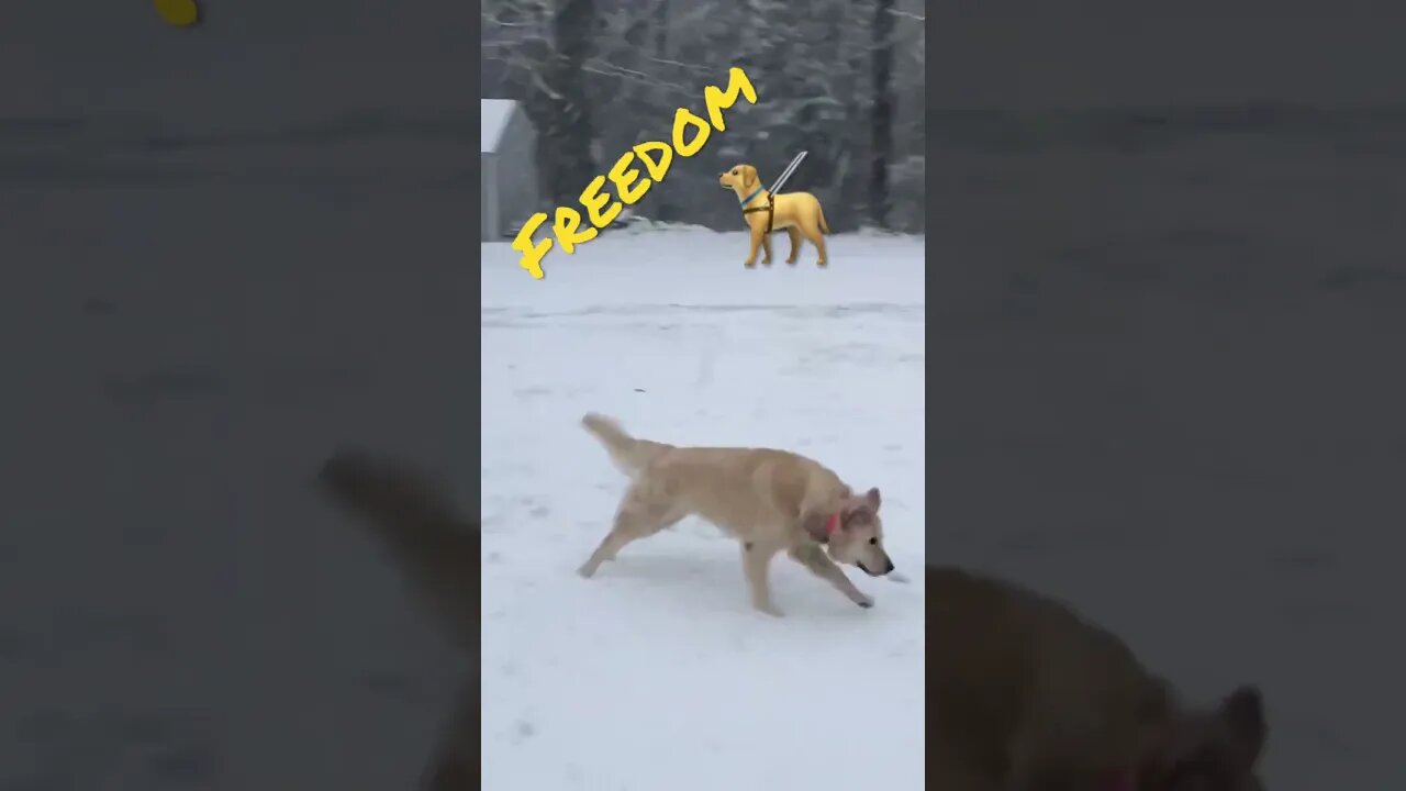 Free to Roam in the Snow #prepperboss #shorts #blizzard #snow #snowfall