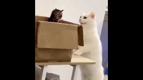 Funny animal videos