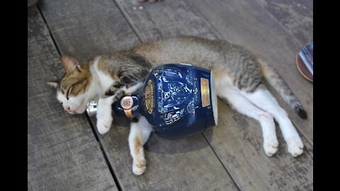 Funny Cats and Dogs Video Compilation