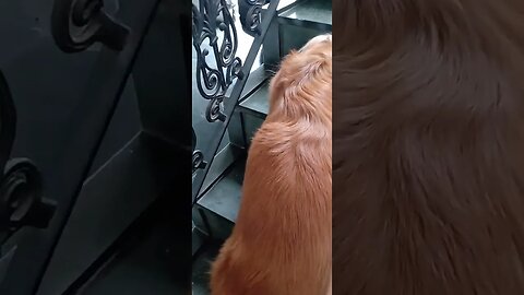 #dogshow, #animals , #dogs , #shorts