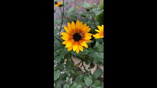 Japanese honeybee taking on a flower
