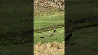 Horse crashed out fast asleep