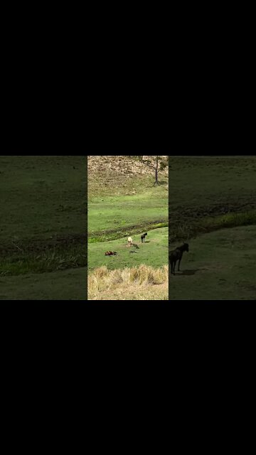 Horse crashed out fast asleep