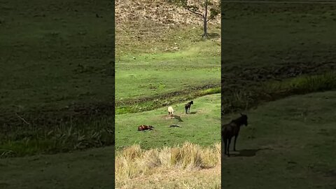 Horse crashed out fast asleep