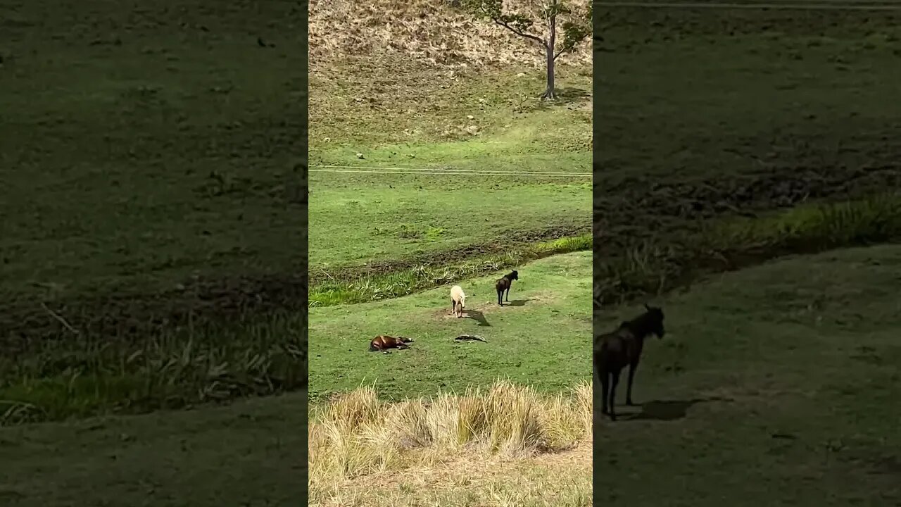 Horse crashed out fast asleep