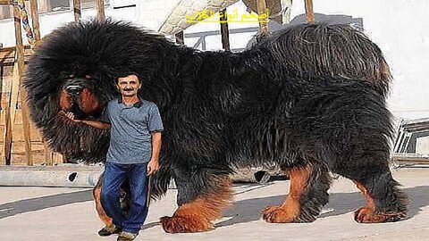 🐕 Biggest Dogs _ Top 10 Biggest Dog Breeds In The World!