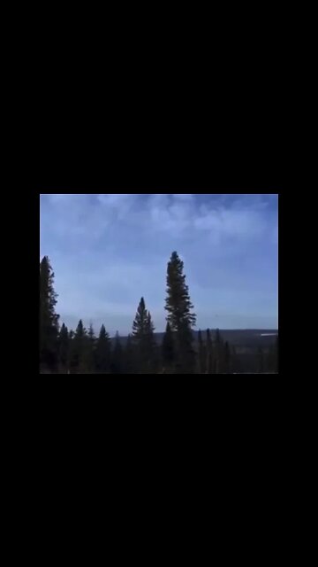 Living Trees #cryptid #cryptids #bigfoot #cryptozoology #sasquatch #paranormal #yeti #art