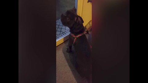 Dog who Wants to go Out has Strange Bark