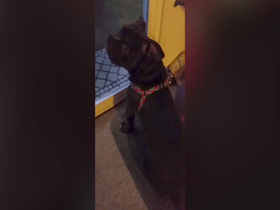 Dog who Wants to go Out has Strange Bark