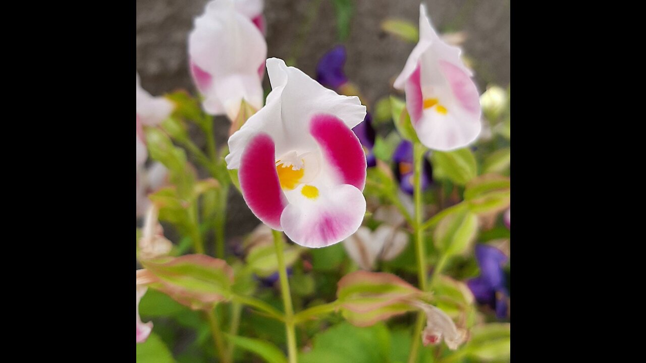 Pretty flowers (lindas flores)
