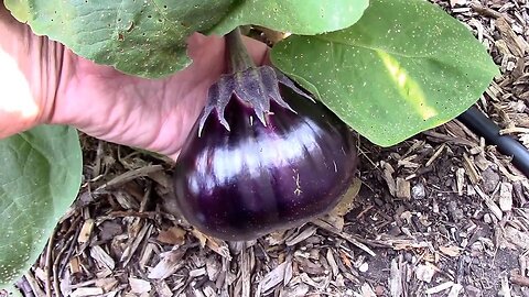 A Look At Some Eggplants, and a Pepper Grafted onto an Eggplant