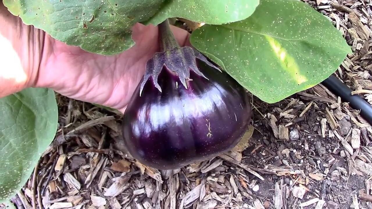 A Look At Some Eggplants, and a Pepper Grafted onto an Eggplant
