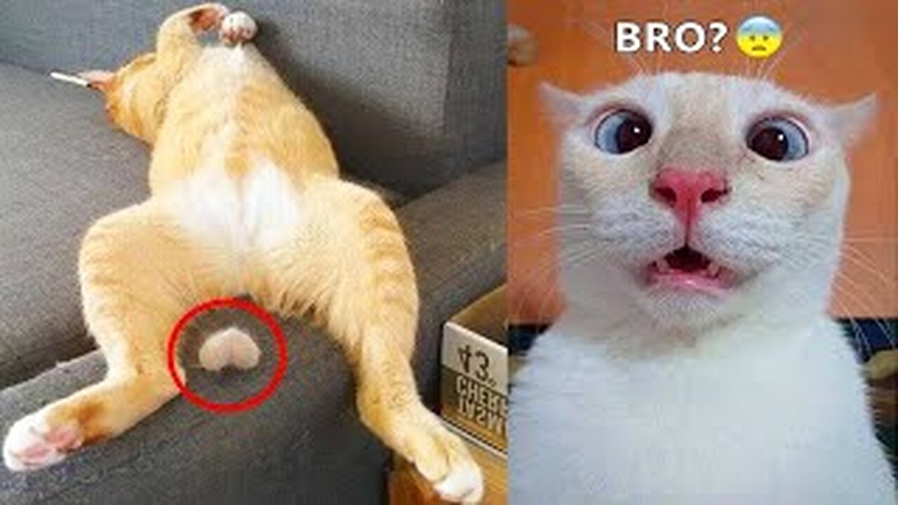 New Funny Animals 😂 Funniest Cats and Dogs Videos 😺🐶
