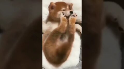Try Not to Laugh Challenge!. Best Funny Animals & Fails | Funny Videos. 😂 😂 😂