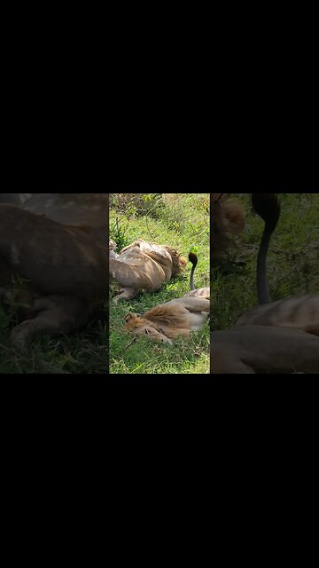 #Wildlife Sightings Today 01/11/23 | Lalashe Maasai Mara | #ShortsAfrica