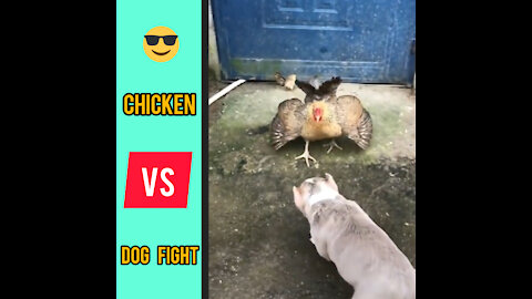 Chicken VS Dog fight