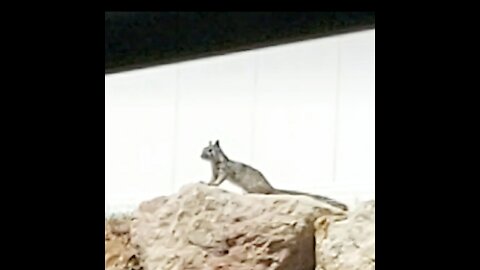 Our cute neighbor