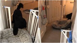 Chame este cão se estiver a fazer mudanças em casa