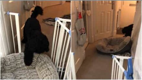 Chame este cão se estiver a fazer mudanças em casa