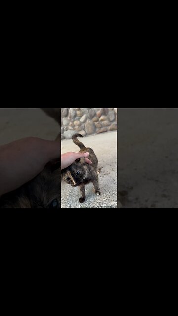 Good morning we got another beautiful cat 🐈 #cat #catshorts