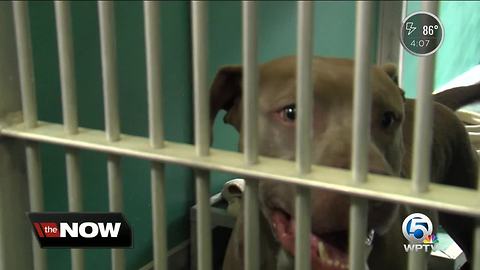 Riviera Beach city worker bitten by dogs, taken to hospital